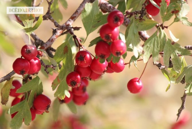How is hawthorn beneficial for the human body?