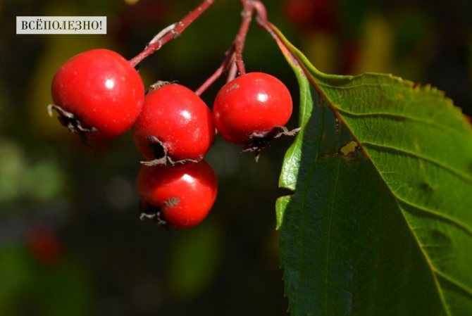 How is hawthorn beneficial for the human body?
