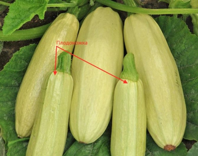 Чтобы кабачки дольше хранились, при их сборе оставляйте плодоножку — около 5–6 см