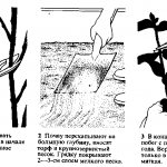 Диервилла: описание растения, характеристика видов, посадка, уход, размножение, обрезка