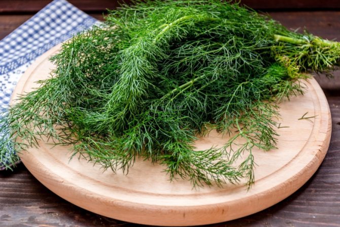 For storage it is best to use young juicy dill