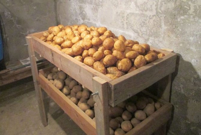 хранение картофеля в погребе