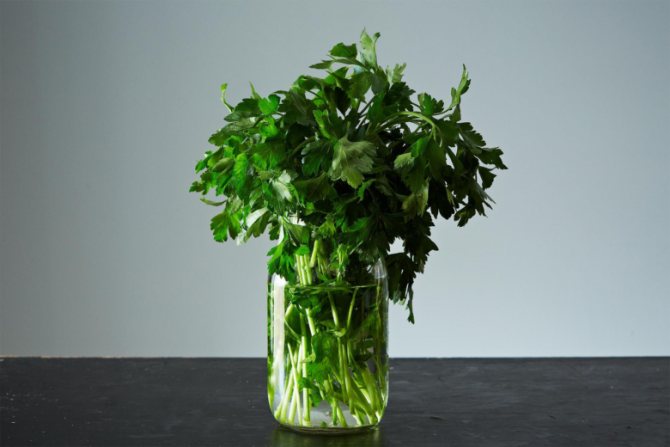 You can store absolutely any greens in a container with water.