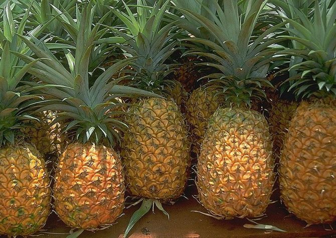 Как хранить ананас вместе с другими фруктами
