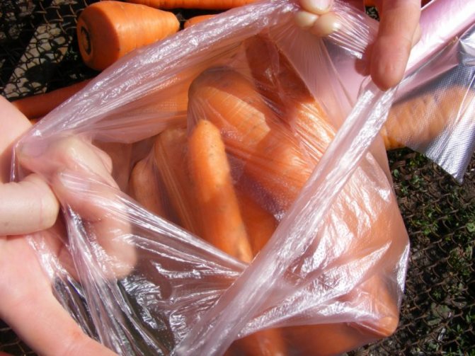 Как хранить морковь: в холодильнике, погребе, в пакете?