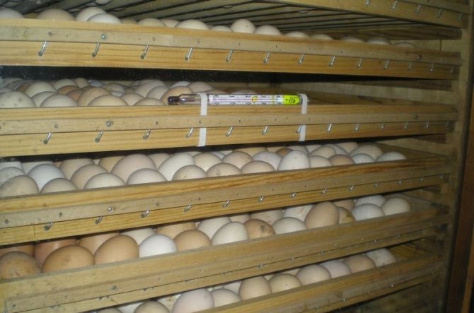 Как хранить яйца до инкубации