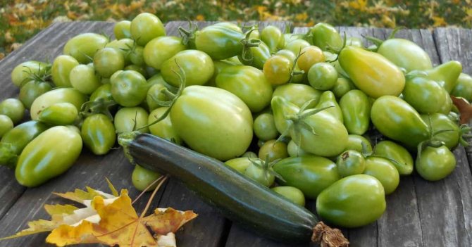 Как хранить зеленые помидоры до покраснения дома