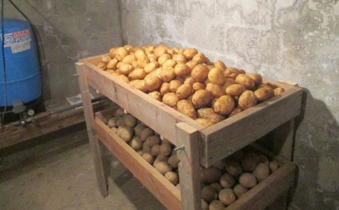 Как правильно хранить картофель в погребе - конструируем деревянные ящики