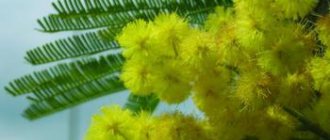 how to preserve cut mimosa