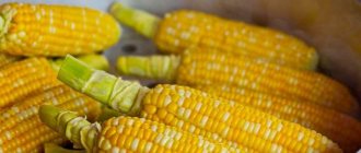Как варить кукурузу так, чтоб