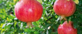 how to choose ripe and sweet pomegranate