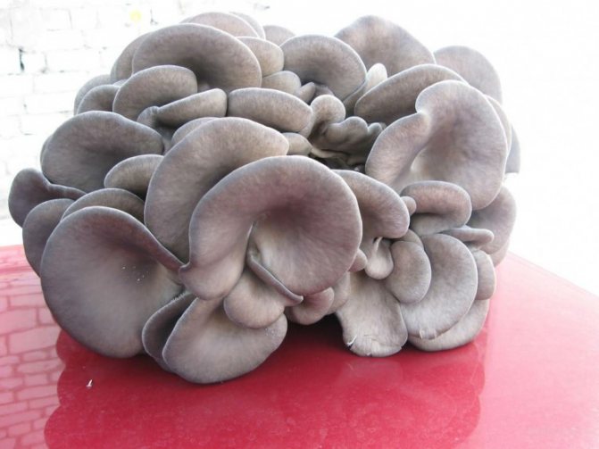 Как вырастить в домашних условиях грибы вешенки