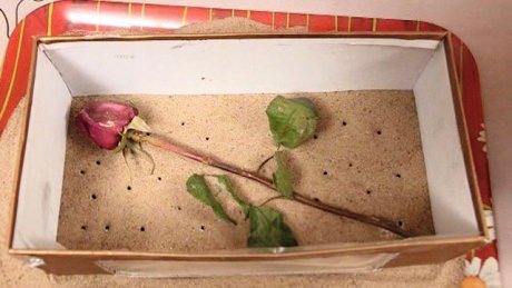 Как засушить розу