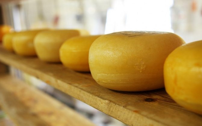 Kak_hranit_syr_Как хранить сыр