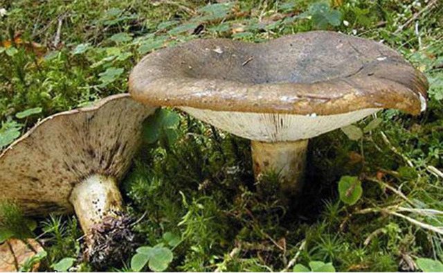 Можно ли отравиться солеными грибами: симптомы отравления груздями, последствия и восстановление организма