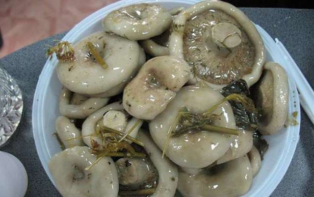 Можно ли отравиться солеными грибами: симптомы отравления груздями, последствия и восстановление организма
