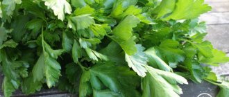 Parsley - beneficial properties and harm. How to store? 