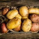 Почему гниёт картофель при хранении, и как этого избежать?