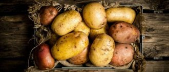 Why do potatoes rot during storage, and how to avoid it?