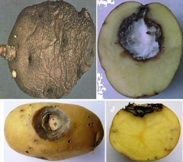 Почему гниет картофель свежего урожая
