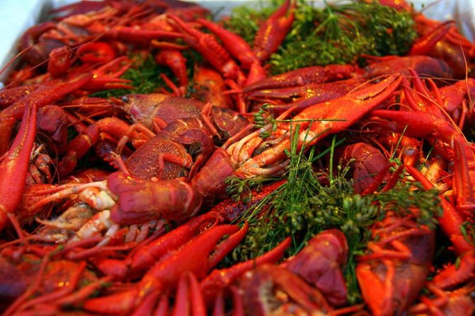 Benefits of boiled crayfish