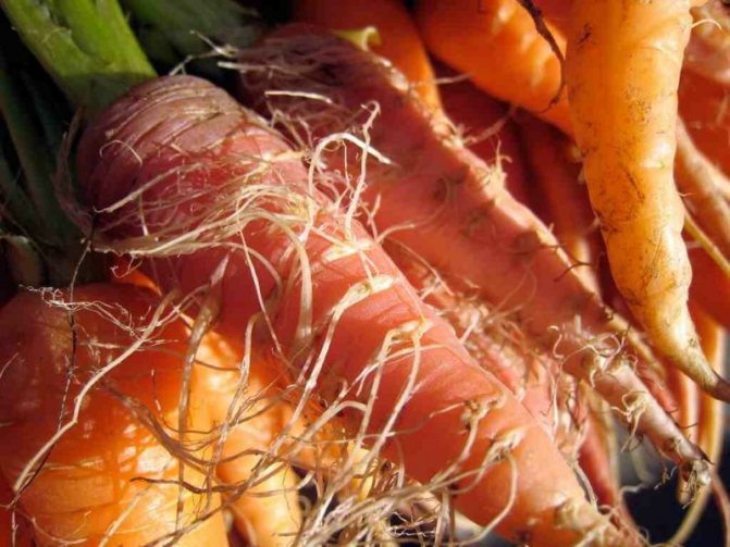 Причины, почему морковь мягкая в земле и что с этим делать