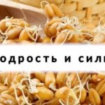 Пророщенные зерна – не панацея: ограничения и противопоказания