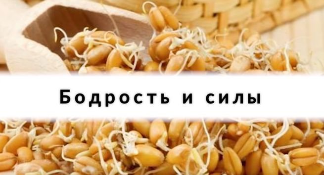 Пророщенные зерна – не панацея: ограничения и противопоказания