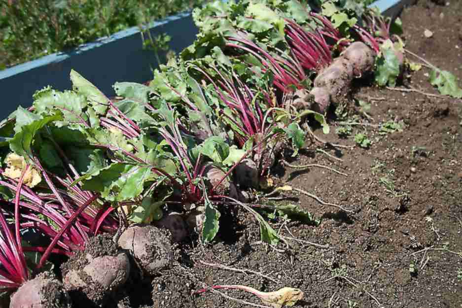Collection of beets for storage