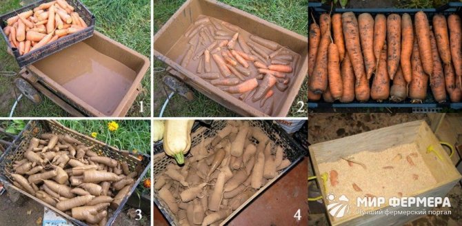 Способы хранения моркови