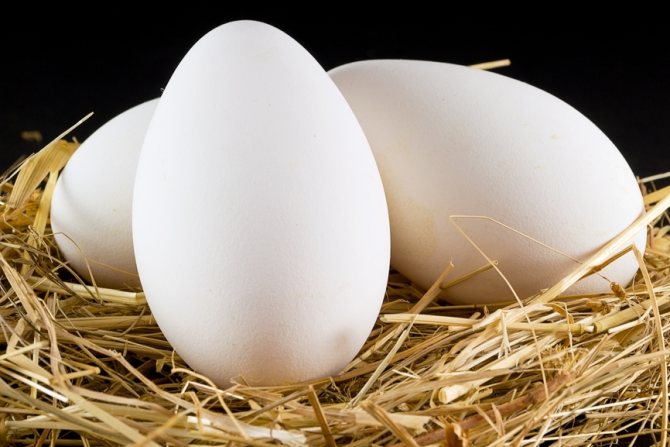 Срок хранения гусиных яиц