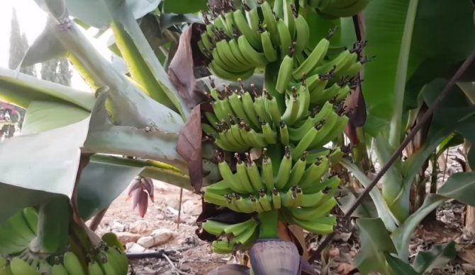 Урожай бананов на фото
